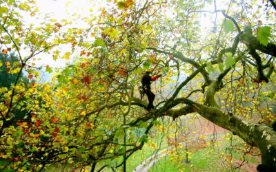 Des règles respectueuses pour notre patrimoine arboré