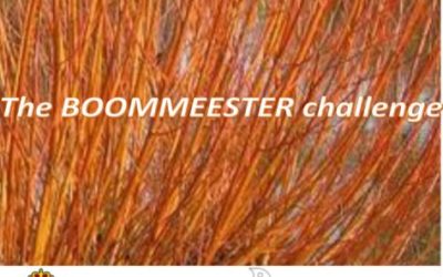 The BOOMMEESTER challenge  – willow cuttings for the climate