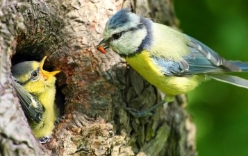 Arbres et nidification : ensemble préservons notre faune