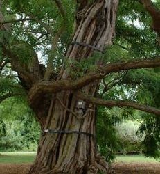 Les arbres rares et anciens sont la clé pour une forêt en bonne santé