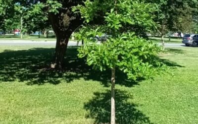 Le collet de l’arbre, une zone fragile à protéger absolument